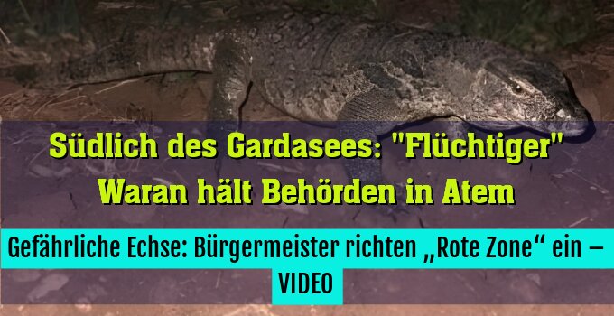 Gefährliche Echse: Bürgermeister richten „Rote Zone“ ein – VIDEO