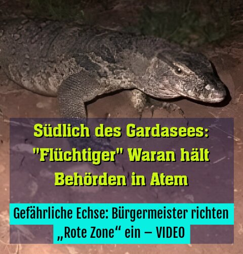 Gefährliche Echse: Bürgermeister richten „Rote Zone“ ein – VIDEO