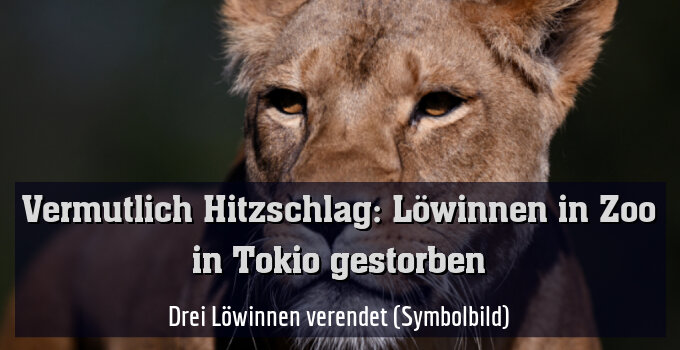 Drei Löwinnen verendet (Symbolbild)