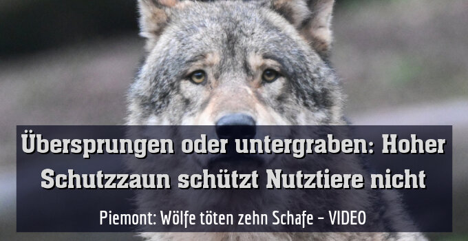 Piemont: Wölfe töten zehn Schafe – VIDEO