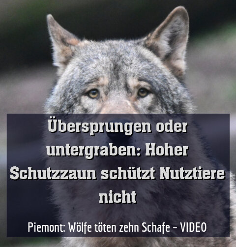 Piemont: Wölfe töten zehn Schafe – VIDEO