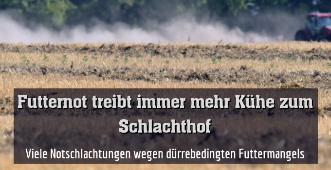 Viele Notschlachtungen wegen dürrebedingten Futtermangels
