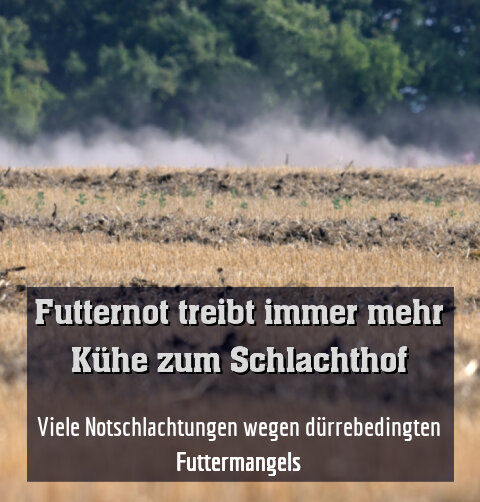 Viele Notschlachtungen wegen dürrebedingten Futtermangels