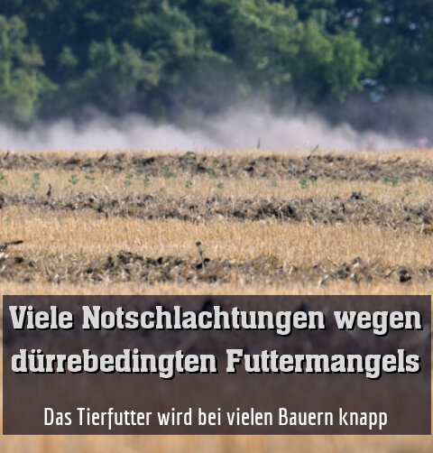 Das Tierfutter wird bei vielen Bauern knapp