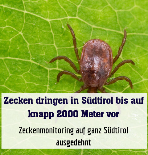 Zeckenmonitoring auf ganz Südtirol ausgedehnt