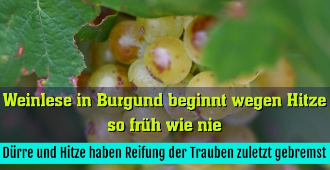 Dürre und Hitze haben Reifung der Trauben zuletzt gebremst