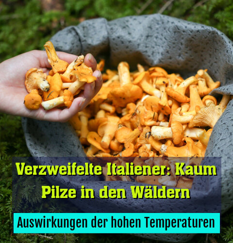 Auswirkungen der hohen Temperaturen