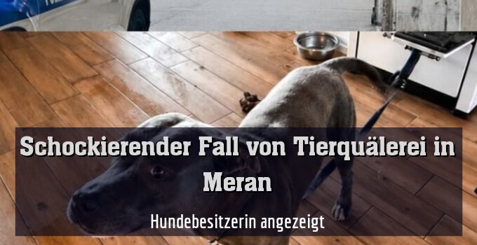 Hundebesitzerin angezeigt
