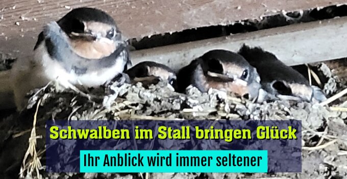 Ihr Anblick wird immer seltener