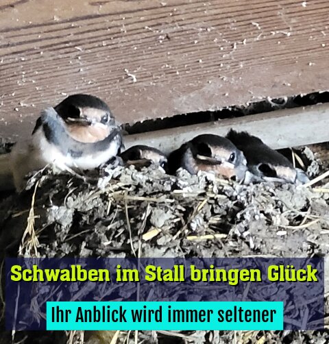 Ihr Anblick wird immer seltener