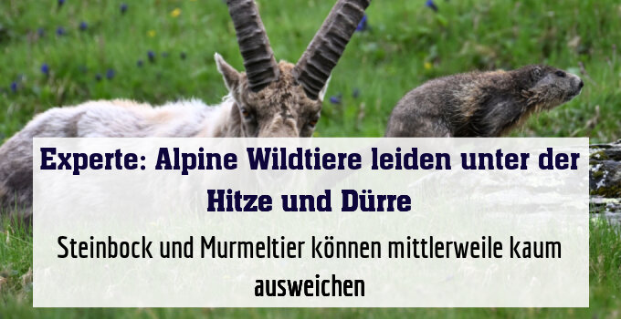 Steinbock und Murmeltier können mittlerweile kaum ausweichen
