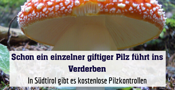 In Südtirol gibt es kostenlose Pilzkontrollen