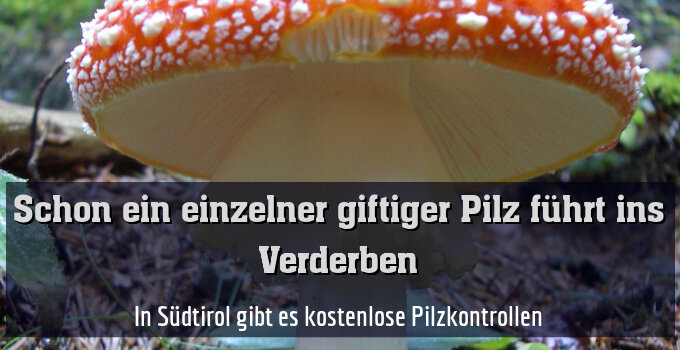In Südtirol gibt es kostenlose Pilzkontrollen