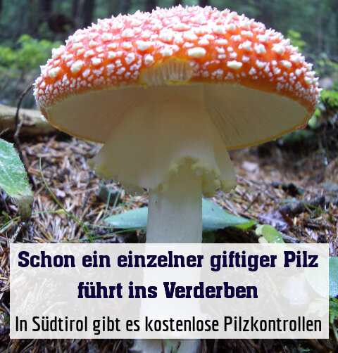In Südtirol gibt es kostenlose Pilzkontrollen
