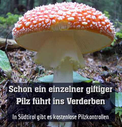 In Südtirol gibt es kostenlose Pilzkontrollen