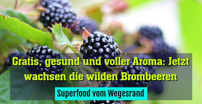 Superfood vom Wegesrand