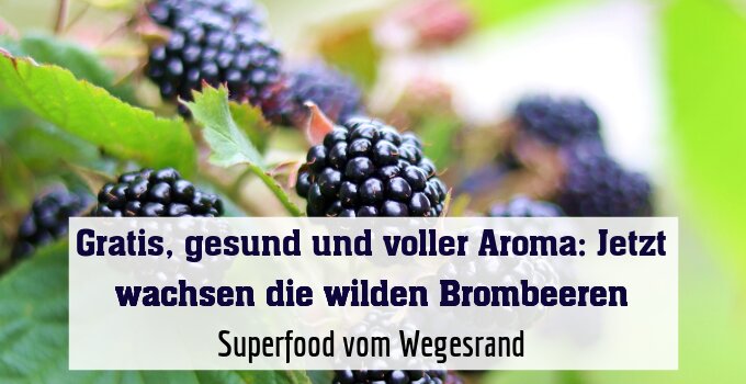 Superfood vom Wegesrand