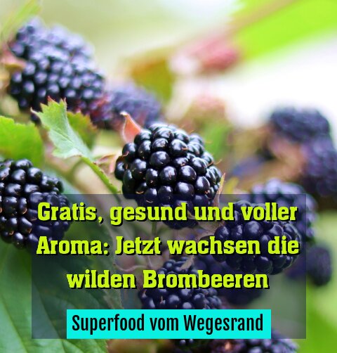 Superfood vom Wegesrand