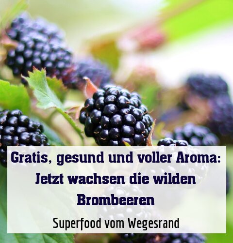 Superfood vom Wegesrand