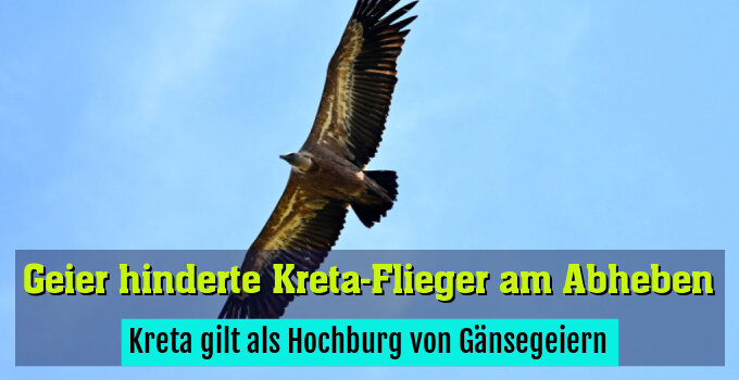 Kreta gilt als Hochburg von Gänsegeiern