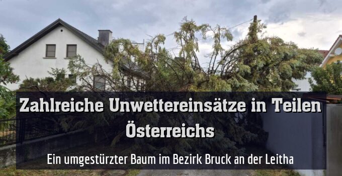 Ein umgestürzter Baum im Bezirk Bruck an der Leitha