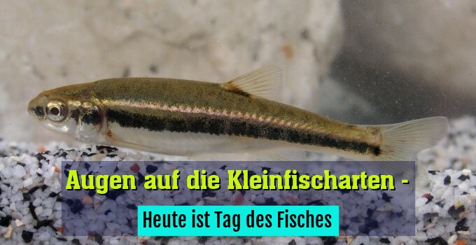 Heute ist Tag des Fisches