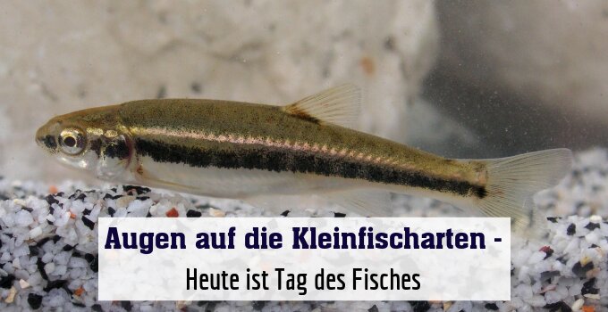 Heute ist Tag des Fisches
