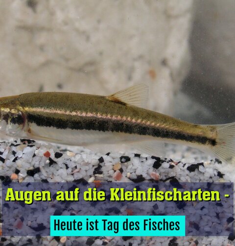 Heute ist Tag des Fisches