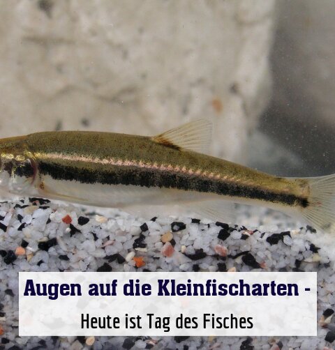 Heute ist Tag des Fisches