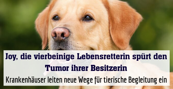 Krankenhäuser leiten neue Wege für tierische Begleitung ein