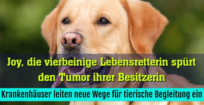 Krankenhäuser leiten neue Wege für tierische Begleitung ein