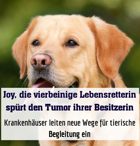 Krankenhäuser leiten neue Wege für tierische Begleitung ein