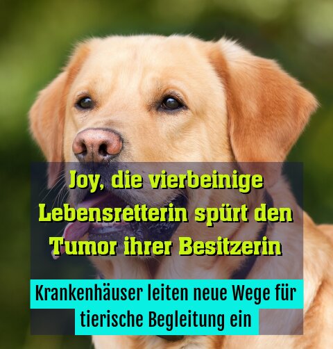 Krankenhäuser leiten neue Wege für tierische Begleitung ein