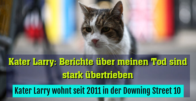Kater Larry wohnt seit 2011 in der Downing Street 10