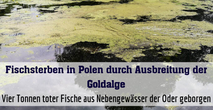 Vier Tonnen toter Fische aus Nebengewässer der Oder geborgen