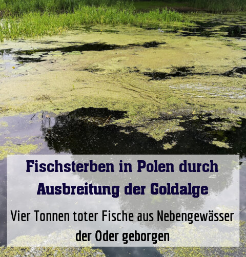 Vier Tonnen toter Fische aus Nebengewässer der Oder geborgen