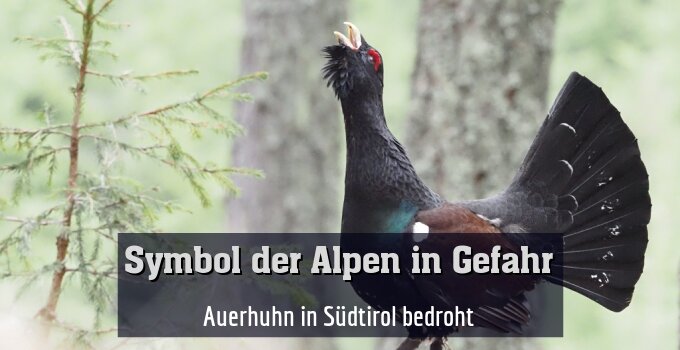 Auerhuhn in Südtirol bedroht
