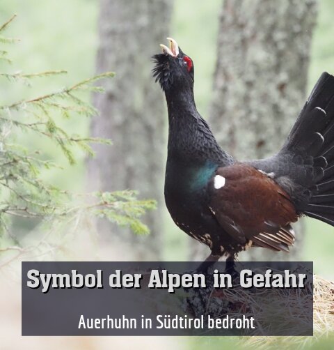 Auerhuhn in Südtirol bedroht