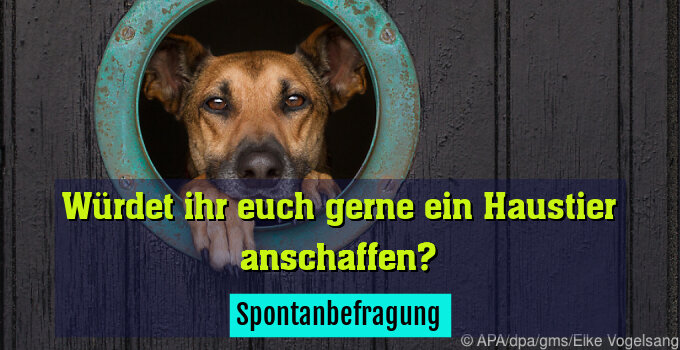 Spontanbefragung