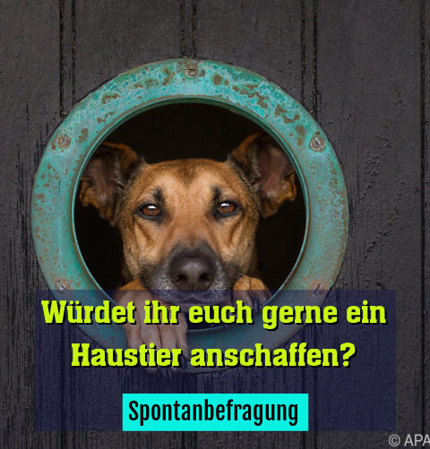 Spontanbefragung