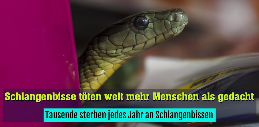 Tausende sterben jedes Jahr an Schlangenbissen