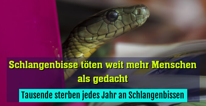 Tausende sterben jedes Jahr an Schlangenbissen