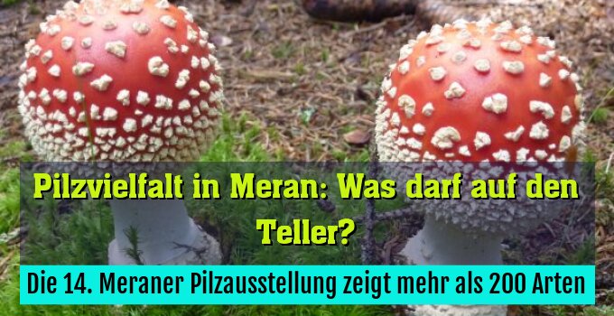 Die 14. Meraner Pilzausstellung zeigt mehr als 200 Arten