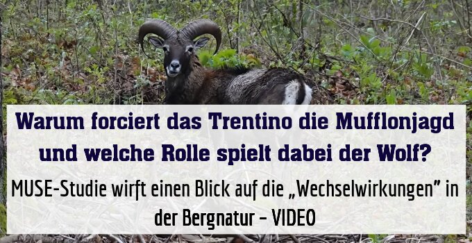 MUSE-Studie wirft einen Blick auf die „Wechselwirkungen” in der Bergnatur – VIDEO