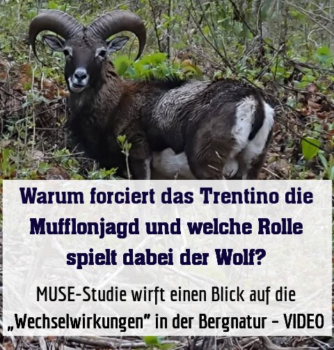 MUSE-Studie wirft einen Blick auf die „Wechselwirkungen” in der Bergnatur – VIDEO