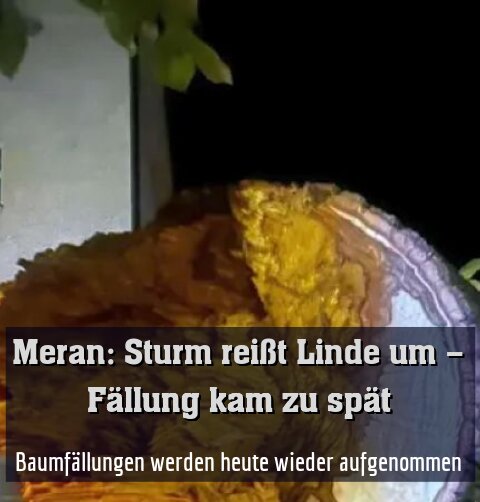 Baumfällungen werden heute wieder aufgenommen