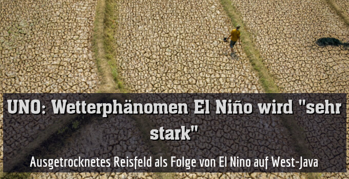 Ausgetrocknetes Reisfeld als Folge von El Nino auf West-Java