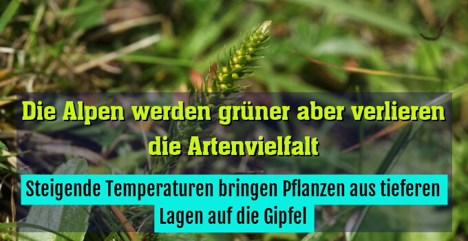 Steigende Temperaturen bringen Pflanzen aus tieferen Lagen auf die Gipfel
