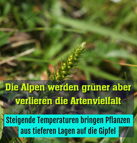 Steigende Temperaturen bringen Pflanzen aus tieferen Lagen auf die Gipfel