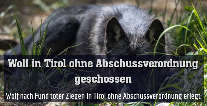 Wolf nach Fund toter Ziegen in Tirol ohne Abschussverordnung erlegt